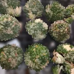 2025年最新】オブツーサ群生の人気アイテム - メルカリ