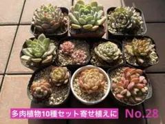 No.28 多肉植物10種セット 寄せ植えに