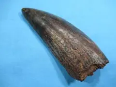 2026年最新】カルカロドントサウルス 歯の人気アイテム - メルカリ