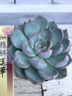 多肉植物抜き苗　ミックスベリア　龍鱗蓮華大きめ苗　おらいさん