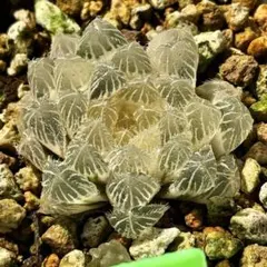 O*Z様 秋祭りオブツーサ錦　超美株　ハオルチア　観葉植物　24