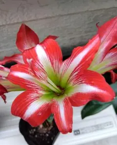 き*ん様 Z200 アマリリス 赤大輪複数の花 八重咲き球根 Port Wine