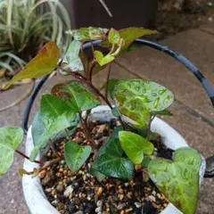 Whitby Abbey 激レアバラ 新品種 人気薔薇 切り花 メルカリ便 - メルカリ