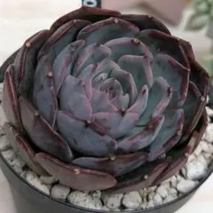 希少♣美苗♣ブルーベリーラバー／Blueberry Lover♣ 多肉