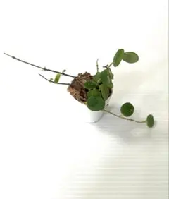 ホヤ セルペンス Hoya serpens 2株【鉢のまま発送】のサムネイル