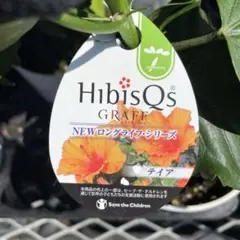 ハイビスカス NEWロングライフシリーズ テイア 4寸　＊同梱推奨商品のサムネイル