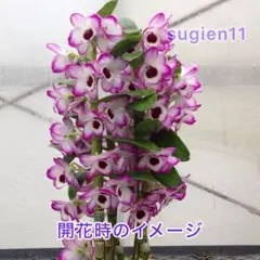 toshiyuki.ozaki様 リクエスト 2点 まとめ商品