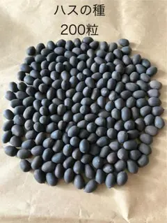 レア品種ハス インド蓮の種５個の出品です 来年発芽用 今月末迄セール 2025年最新】花ハスの人気アイテム - メルカリ