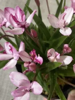 なっち様 リクエスト 2点 まとめ商品