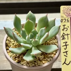 多肉植物 ミックスベリア お針子さん