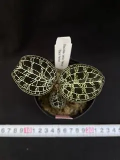 新入荷ジュエルオーキッド マコデス ペトラ プラチナム　ブラックパンサーのサムネイル