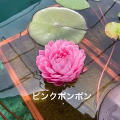 ヒナヒナ様 リクエスト 2点 まとめ商品