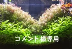 グロッソスティグマ・ロタラsp hra 5本　Speed Bird 1500様