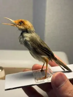 鳥剥製】アオミミゴシキドリ yellow-eared barbet 標本インコ - メルカリ