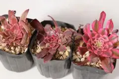 15#観葉植物 アエオニウム錦❤️リバーストーン❤️ 1大頭14cm カット