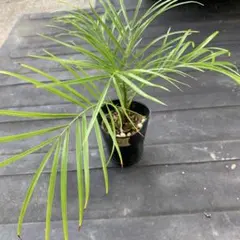 沖縄産】フェニックス ロベレニー 6 ドライガーデン 観葉植物 ヤシ