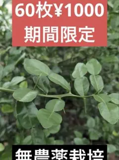 のこのこの様 リクエスト 3点 まとめ商品