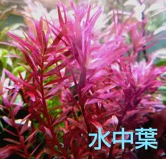シゲさん様 リクエスト 2点 まとめ商品