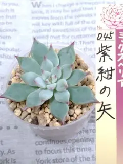 2025年最新】紫紺の矢の人気アイテム - メルカリ