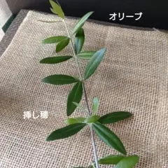 2026年最新】オリーブ挿し穂の人気アイテム - メルカリ