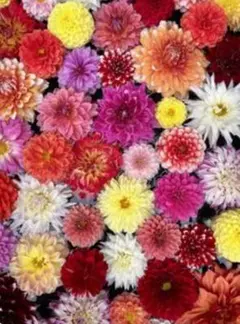 おもち様　専用