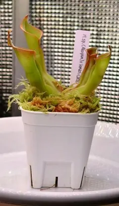 ヘリアンフォラ ウンシナータ × パルバ AW heliamphora 食虫植物
