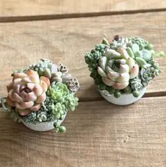 速達付♡そのまま飾れる 多肉植物寄せ植え♡ホワイト