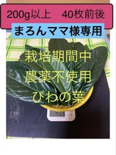 まろんママ様専用　びわの葉　200g