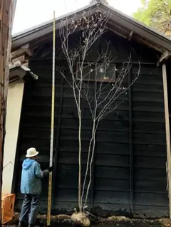 2025年最新】アオダモ 山採りの人気アイテム - メルカリ