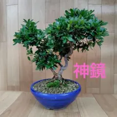 2025年最新】皐月盆栽の人気アイテム - メルカリ