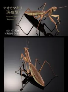 いきもの大図鑑アドバンス オオカマキリとショウリョウバッタ - メルカリ