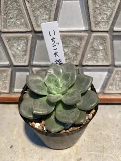 メルカリ便発送&ロウルサンコさんラベル付き☆多肉植物 アロエ 苺怪獣 メルカリ便発送&ロウルサンコさんラベル付き☆多肉植物 アロエ