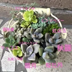 多肉植物カット苗10種類セット★朧月★姫秋麗★桜牡丹★ブロウメアナ★その他⑦のサムネイル