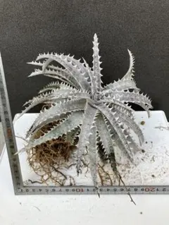 AQUA様 リクエスト 3点 まとめ商品