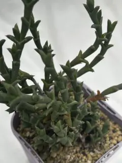 Magnolia様 リクエスト 2点 まとめ商品