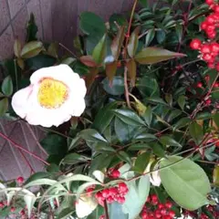 専用ページです。　　　　　ツバキ　曙