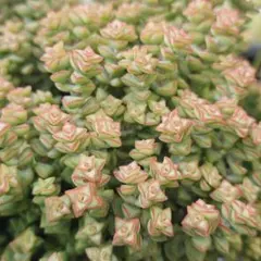 小米星 抜き苗 多肉植物 クラッスラ - メルカリ