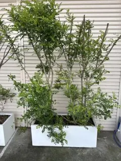 ① 東京都内23区配送無料】定価30万　植物　シンボルツリー　シマトネリコ　植木 ①東京都内23区配送無料】定価33万 植物 シンボルツリー シマトネリコ