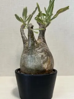 最終値下げ❗パキポディウム グラキリス現地球 白肌美株‼️ 2025年最新】パキポディウム グラキリス 現地球の人気アイテム