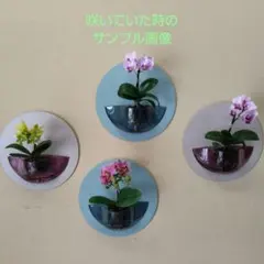 胡蝶蘭 原種 交配種 激レア 入手困難 - メルカリ