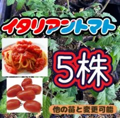 イタリアントマト 育苗中農薬不使用 室内育苗