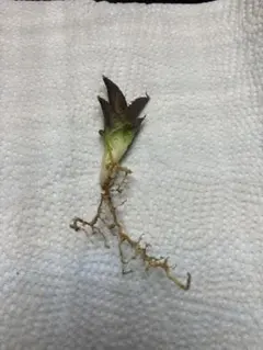 2026年最新】烈焔の人気アイテム - メルカリ