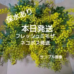 3/18日発送♪無農薬フレッシュミモザ　ネコポスいっぱい　#16