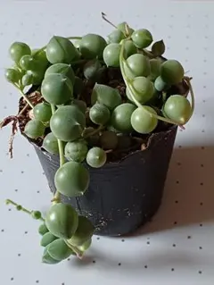 noriko様 リクエスト 2点 まとめ商品