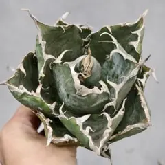 2026年最新】姫厳竜の人気アイテム - メルカリ