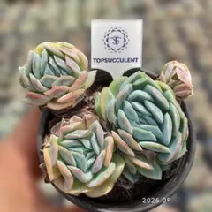 Top【選抜株】多肉植物 363079オパリナ錦 35個 鉢無し/脱土 - メルカリ