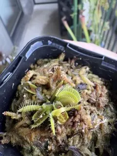 Cephalotus follicularis 恵比寿 - メルカリ