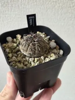 카이류 마루