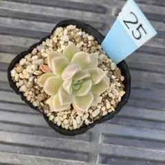 速達❗️ぱんだこぱんだ様 リクエスト 3点 まとめ商品