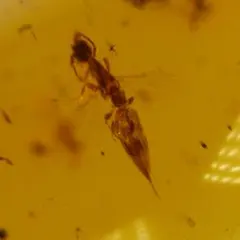 LA439虫入り琥珀化石 ミャンマー カムティかタナイ産 9900万年前